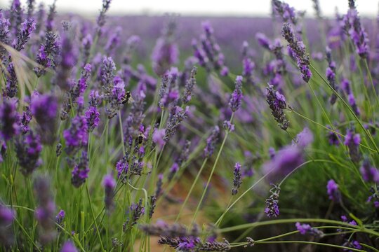 lavender field in region