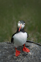 Portrait of a puffin sitting on a rock
