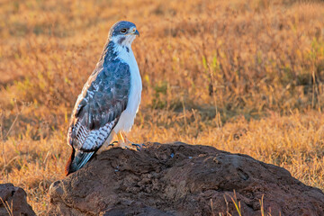 Augur Buzzard Perching on Large Rock