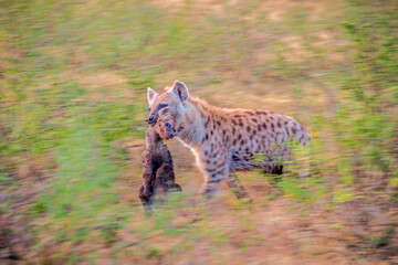 Female Hyena Carrying Hyena Cub