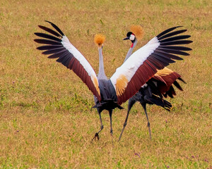 Gray Crowned Cranes Showing Their Plumage