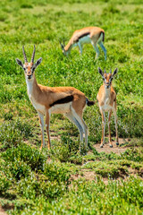 Female Thomson's Gazelle with Calf