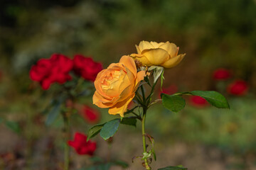 Botanical garden with color blossoms of flowers in summer hot morning