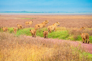 Lionesses and Cubs in the Ngorongoro Crater