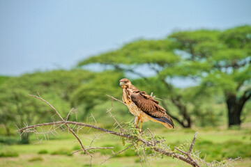Marsh Harrier Perching on Thorn Covered Tree Limb