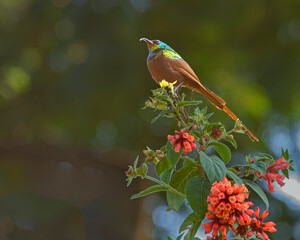 Tacazze Sunbird Perched on Flowering Plant
