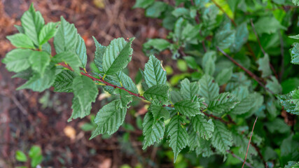 Branch with small green leaves after rain