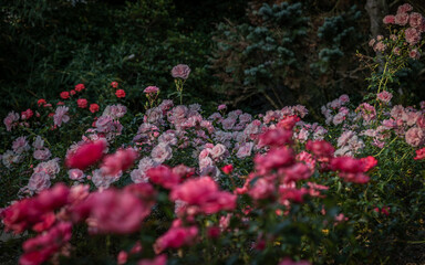 Botanical garden with color blossoms of flowers in summer hot morning