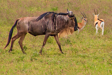 Wildebeest and Thomson's Gazelles in the Ngorongoro Crater