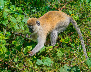 Vervet Monkey Feeding on Leaves