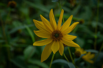 Botanical garden with color blossoms of flowers in summer hot morning