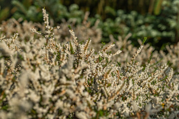 Color heather blooming flower in summer morning in garden