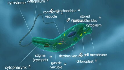 Euglena Virids