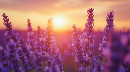 Fototapeta premium A soothing lavender field at sunset, representing relaxation and mental health benefits 