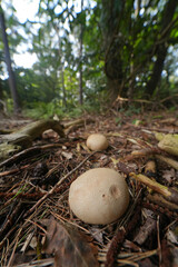 Closeup on a pigskin poisoin puffball mushroom, Scleroderma citrinum, on the forrest floor