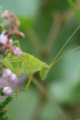 Closeup on a light green sickle-bearing Bush-cricket, Phaneroptera falcata