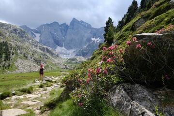 Blooming pink flowers of Rhododendron bush and mountain massif with glacier Oulettes and Vignemale in background, French Pyrenees.	