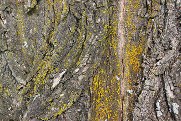 An image of the texture of tree bark, lime scale.