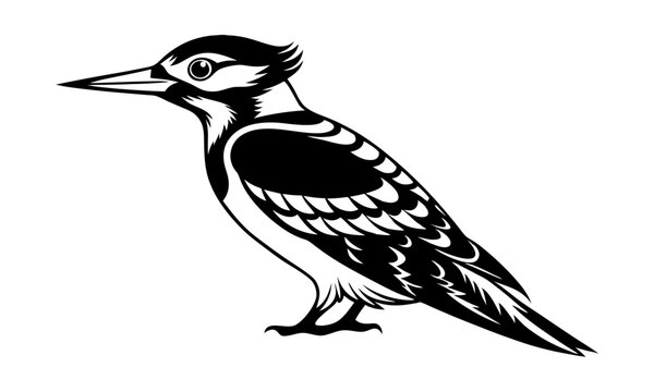 recommend clip art: Download Woodpecker Line Art Vector Svg And  Png File.
