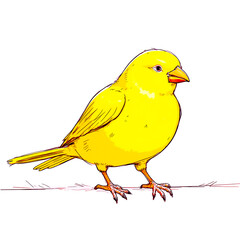 canary bird 