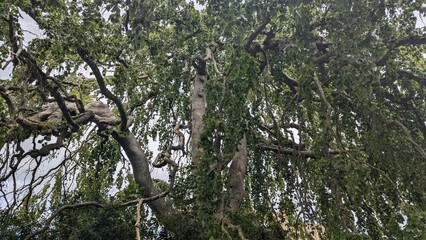 English Weeping Willow Tree