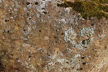An image of a stone surface covered with moss and lichen, texture.