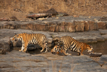 Closeup of tigers cubs drinking water at Panna Tiger Reserve, Madhya pradesh, India