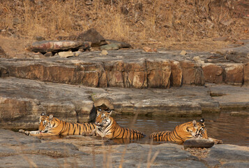 Three tiger cubs cooling in water body at Panna Tiger Reserve, Madhya pradesh, India