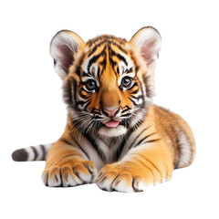 Fototapeta premium tiger isolated on transparent background Generative Ai.