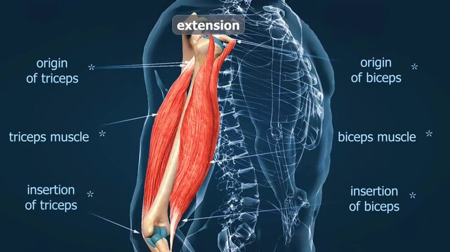 Flexion and extension of muscles of the arm