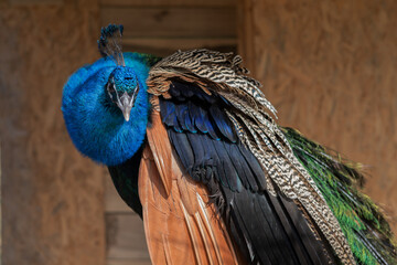 Portrait of the beautiful colorful peacock