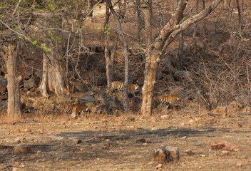 Tiger cubs walking in its habitat at Panna Tiger Reserve, Madhya pradesh, India