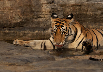 Closeup of a tiger drinking water at Panna Tiger Reserve, Madhya pradesh, India
