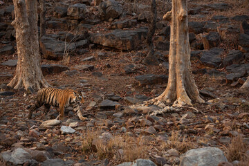 A tiger walking in the jungle of  Panna Tiger Reserve, Madhya pradesh, India