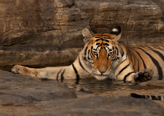 Portrait of a Tiger cub relaxing in water body at Panna Tiger Reserve, Madhya pradesh, India