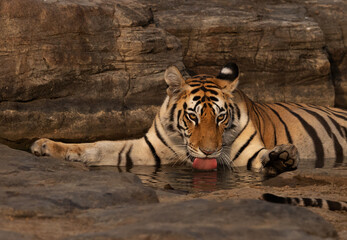 A tiger cub drinking water at Panna Tiger Reserve, Madhya pradesh, India
