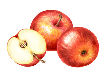 Red sweet Apples,   Hand drawn watercolor illustration, isolated on white background