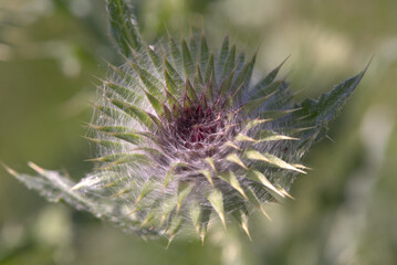 Thistle flower, taken near Salisbury, England.