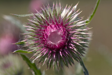 Thistle flower, taken near Salisbury, England.