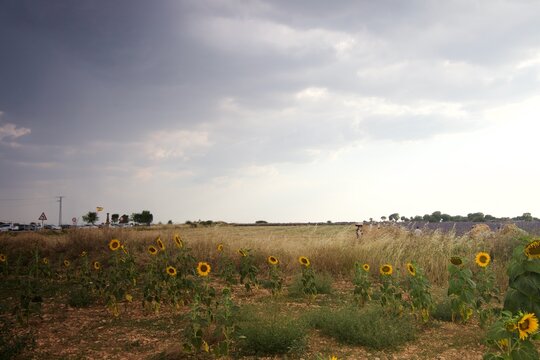 field of sunflowers