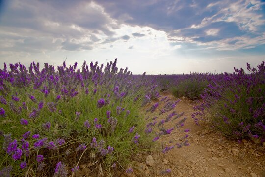 lavender field at sunset