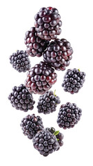 falling blackberry isolated on a white background