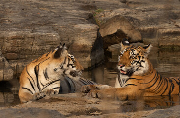 Tiger cubs relaxing  in water body at Panna Tiger Reserve, Madhya pradesh, India