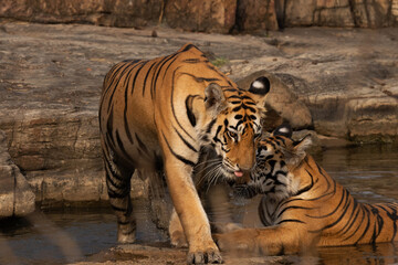 A Tiger cub coming out from water body at Panna Tiger Reserve, Madhya pradesh, India