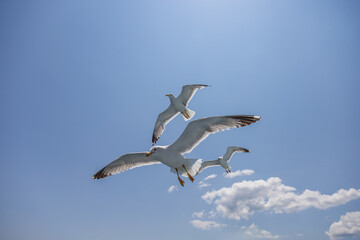 Seagull - Larus marinus flies through the air with outstretched wings. Blue sky. The harbor in the background.