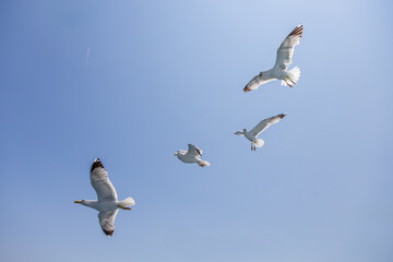 Seagull - Larus marinus flies through the air with outstretched wings. Blue sky. The harbor in the background.