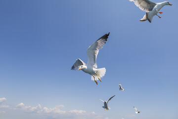 Seagull - Larus marinus flies through the air with outstretched wings. Blue sky. The harbor in the background.