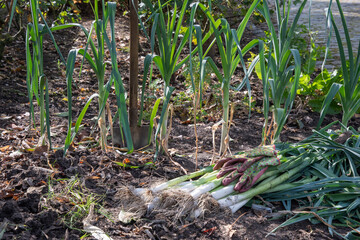 Freshly picked leeks lying on the ground with gardening tools in the vegetable garden, shovel stuck in the ground, organic farming and gardening concept,