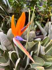 orange and purple flower