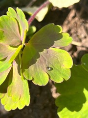 close up of a green leaf with a waterdrop